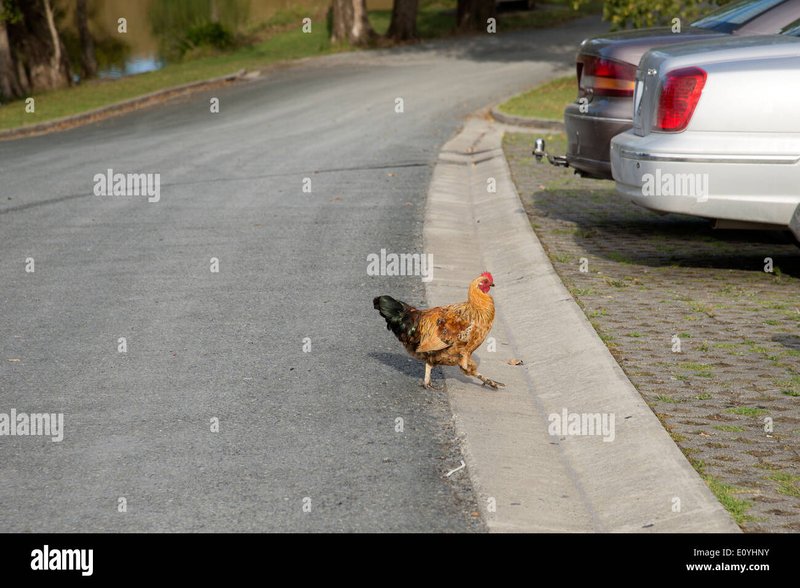 Descubre Los Secretos de La Carretera del Pollo en Su Sitio Oficial en España, chicken road game